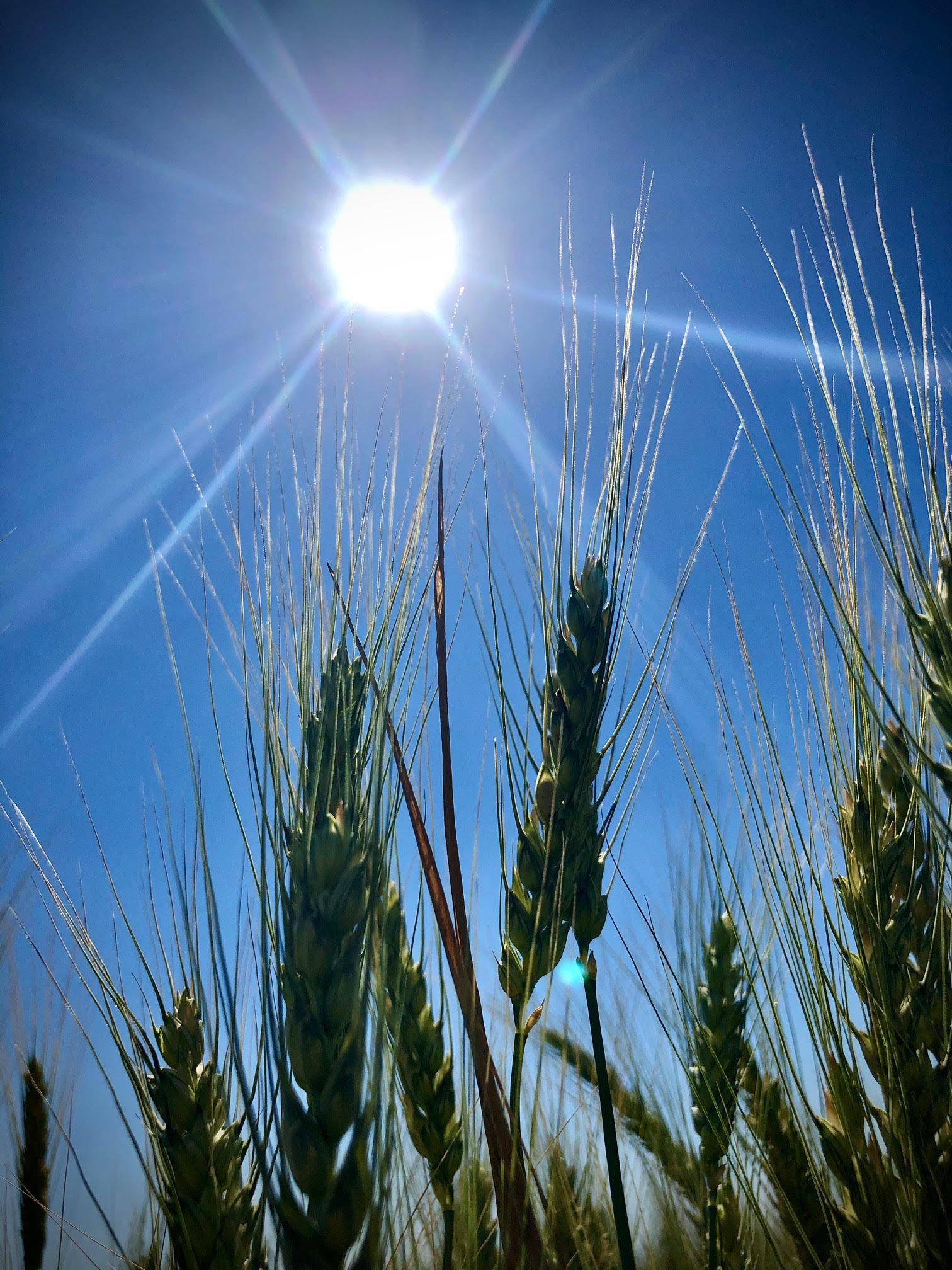 Plains Gold